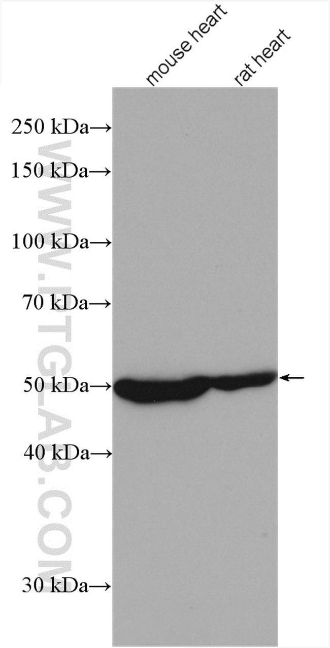 MYOD1 Antibody in Western Blot (WB)