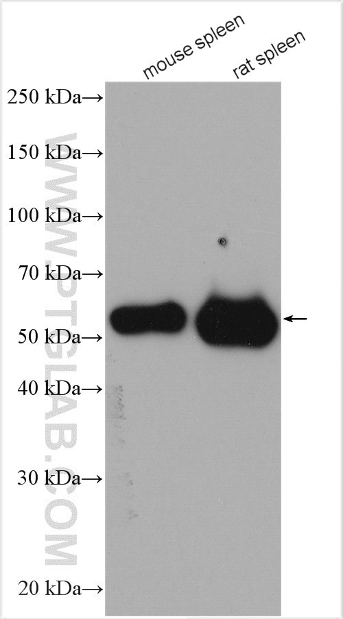 NOX2 Antibody in Western Blot (WB)