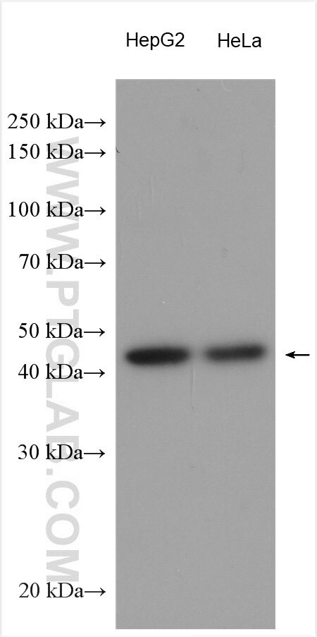 ZIP7 Antibody in Western Blot (WB)