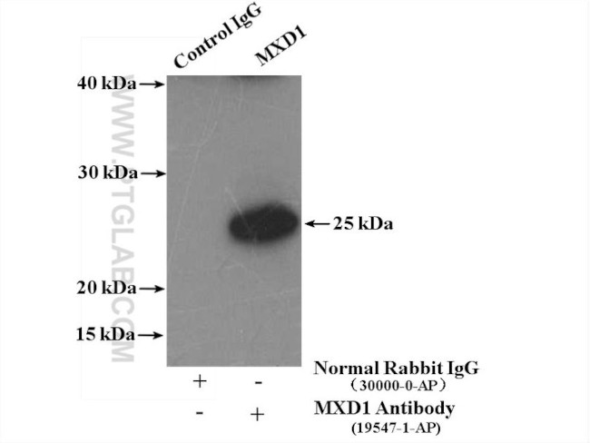 MXD1 Antibody in Immunoprecipitation (IP)