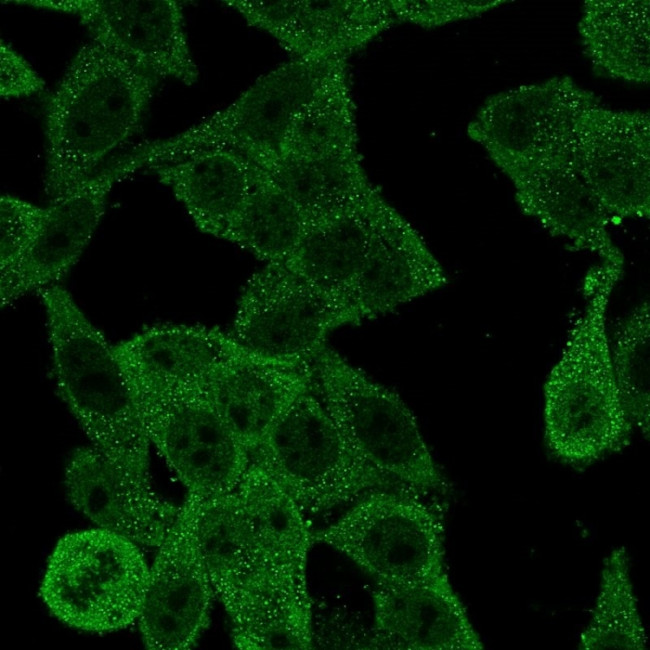 EIF4E Antibody in Immunocytochemistry (ICC/IF)