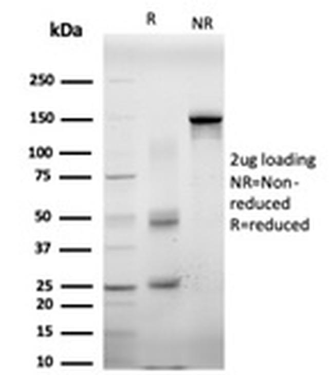 EIF4E Antibody in SDS-PAGE (SDS-PAGE)