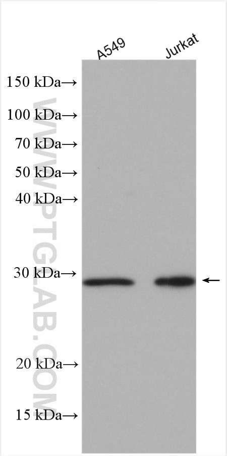 C14orf166 Antibody in Western Blot (WB)