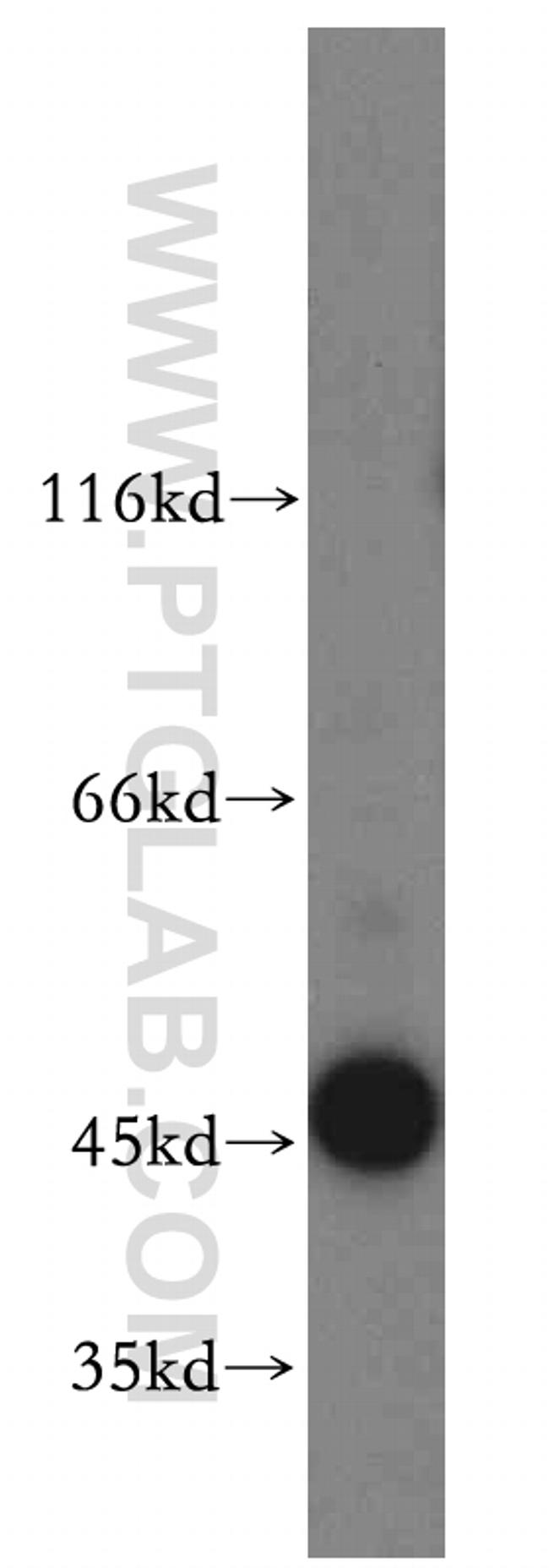 MRI1 Antibody in Western Blot (WB)