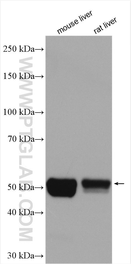 CYP2E1 Antibody in Western Blot (WB)