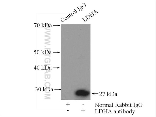 LDHA Antibody in Immunoprecipitation (IP)