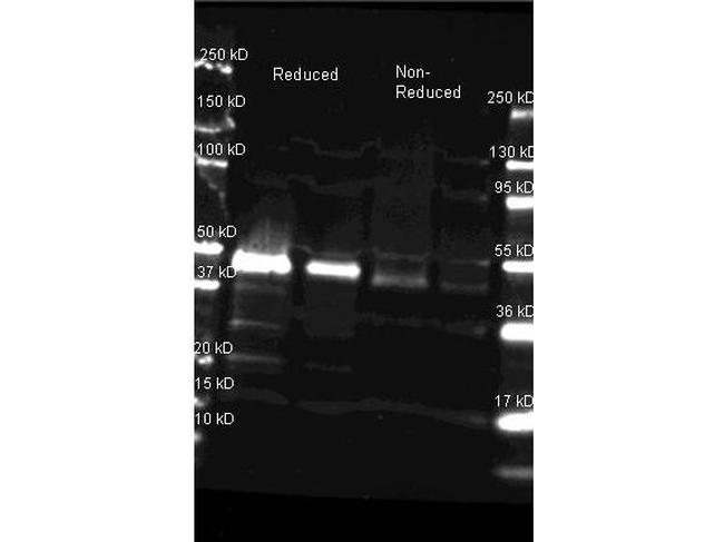 Peroxidase Antibody in Western Blot (WB)