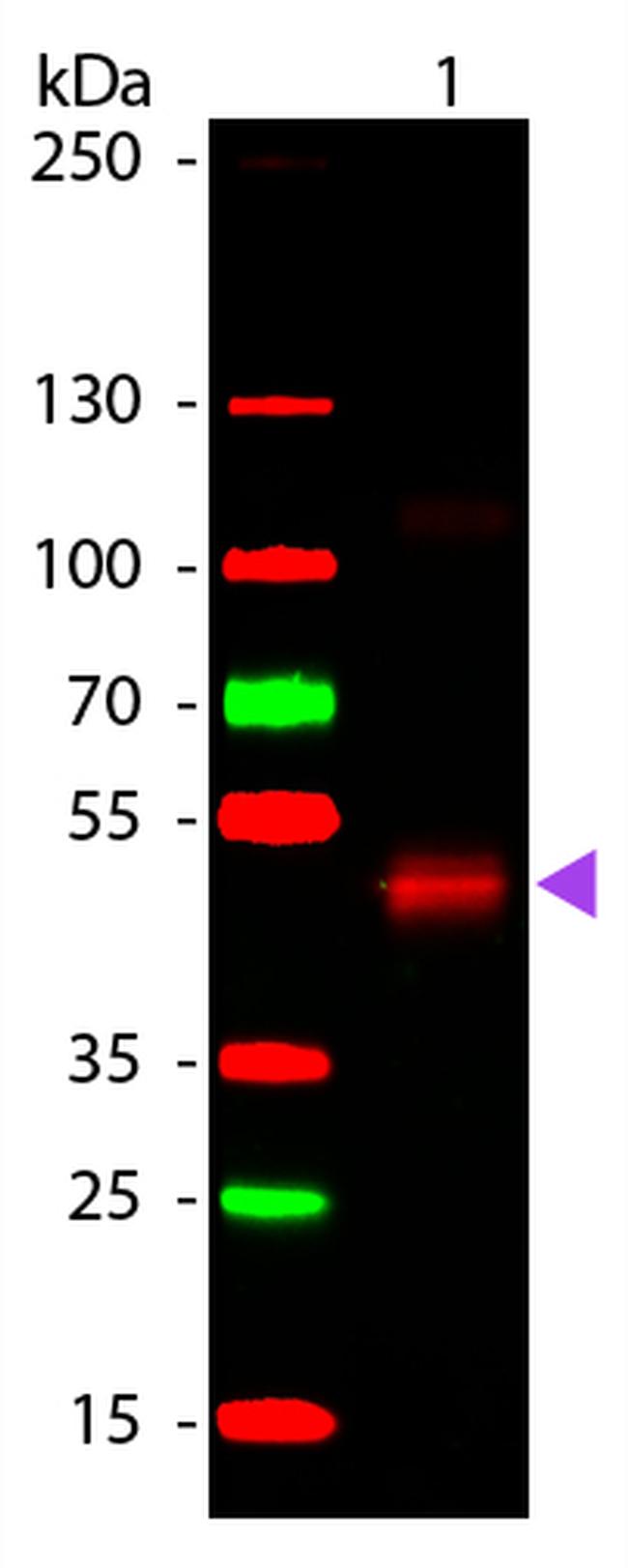 Peroxidase Antibody in Western Blot (WB)