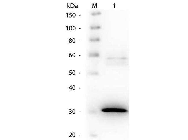 N-Acylmannosamine-1-Dehydrogenase Antibody in Western Blot (WB)