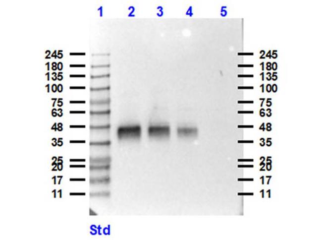 Pepsin Antibody in Western Blot (WB)