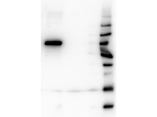 AKT1 Antibody in Western Blot (WB)