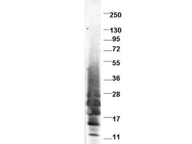 IL13 Antibody in Western Blot (WB)