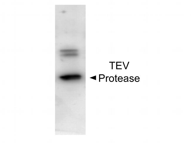 TEV Protease Polyclonal Antibody (200-401-B91)