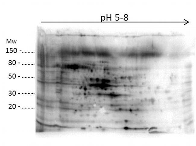 E.coli Combined HCP Antibody in Western Blot (WB)