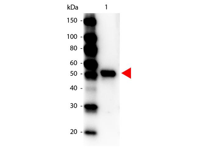 Carboxypeptidase Y Antibody in Western Blot (WB)