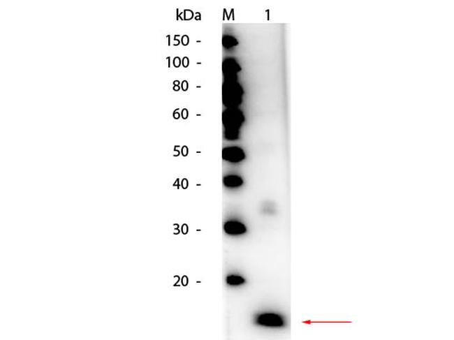 Superoxide Dismutase Antibody in Western Blot (WB)