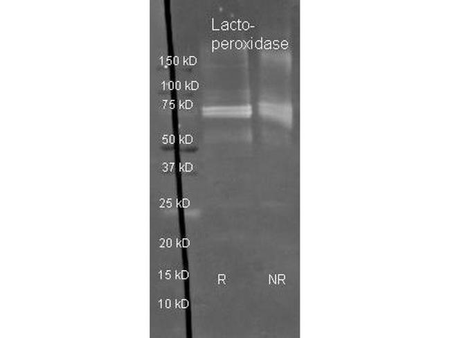 Lactoperoxidase Antibody in Western Blot (WB)