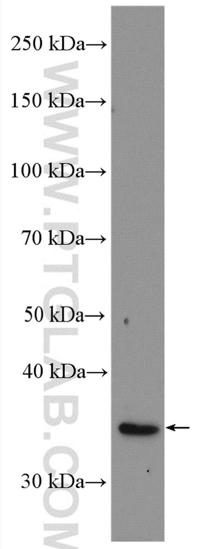 CUEDC2 Antibody in Western Blot (WB)