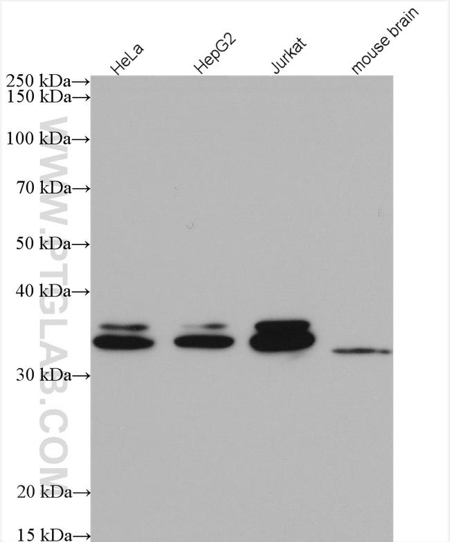 CUEDC2 Antibody in Western Blot (WB)