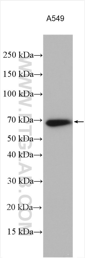 SHP2 Antibody in Western Blot (WB)