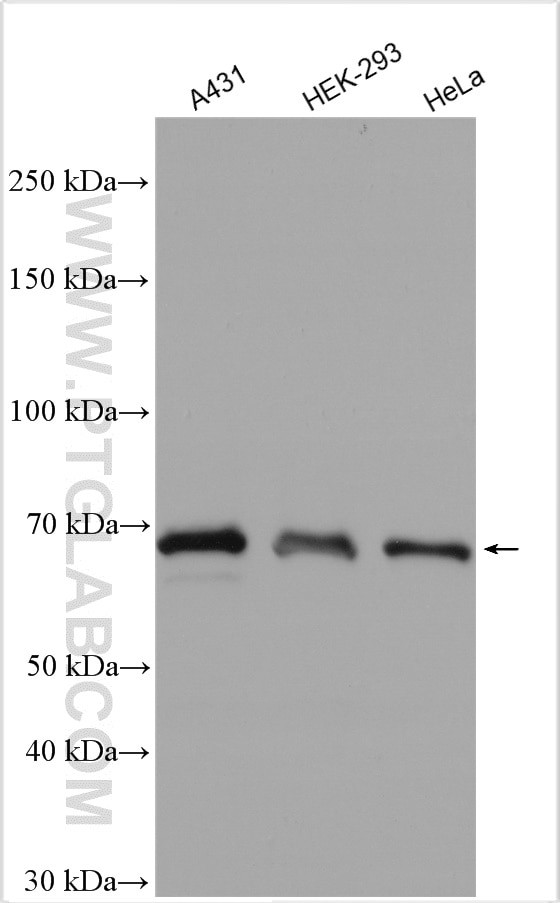 SHP2 Antibody in Western Blot (WB)