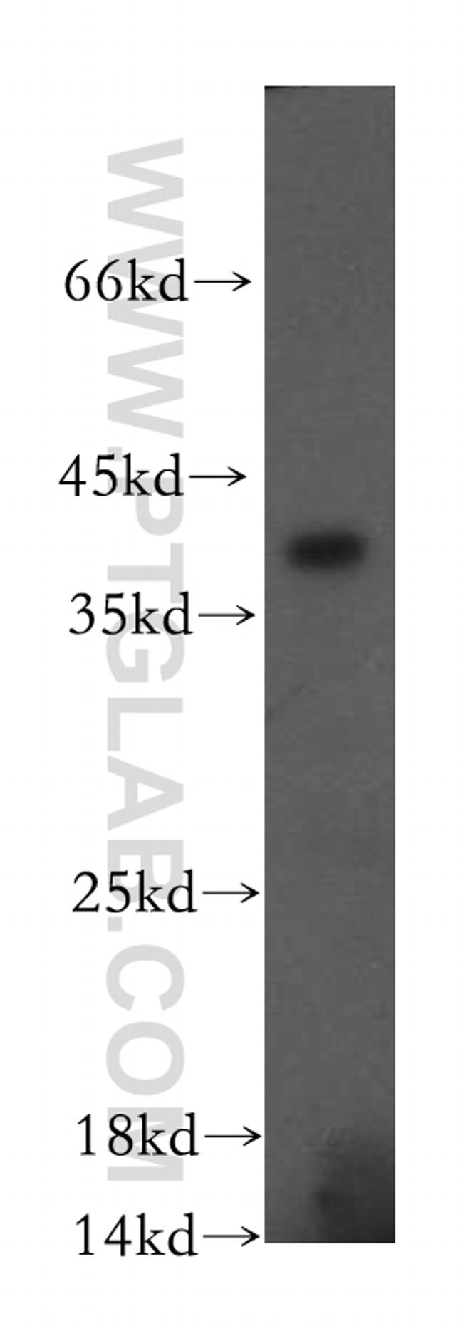 ERp19 Antibody in Western Blot (WB)