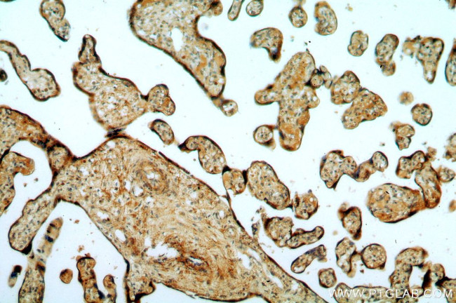 ERp19 Antibody in Immunohistochemistry (Paraffin) (IHC (P))