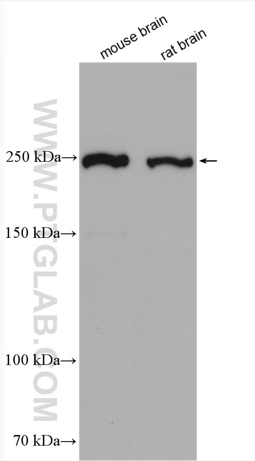 ROBO1 Antibody in Western Blot (WB)