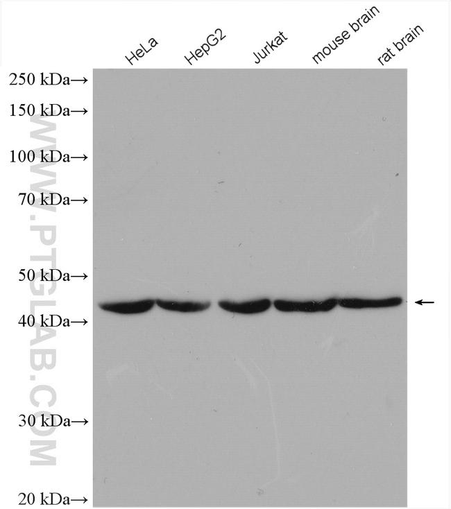 beta Actin Antibody in Western Blot (WB)