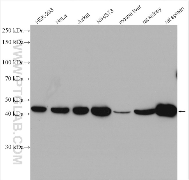 beta Actin Antibody in Western Blot (WB)