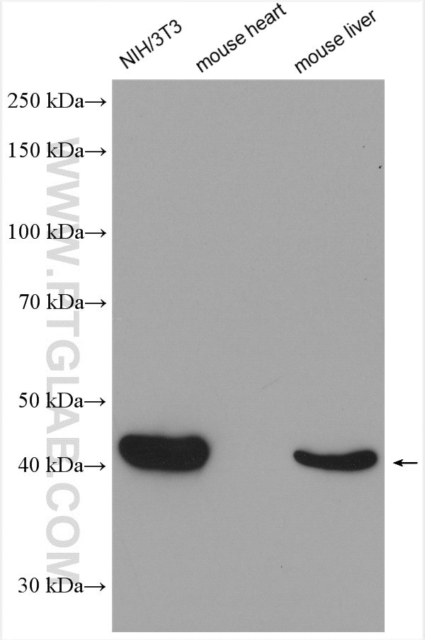 beta Actin Antibody in Western Blot (WB)