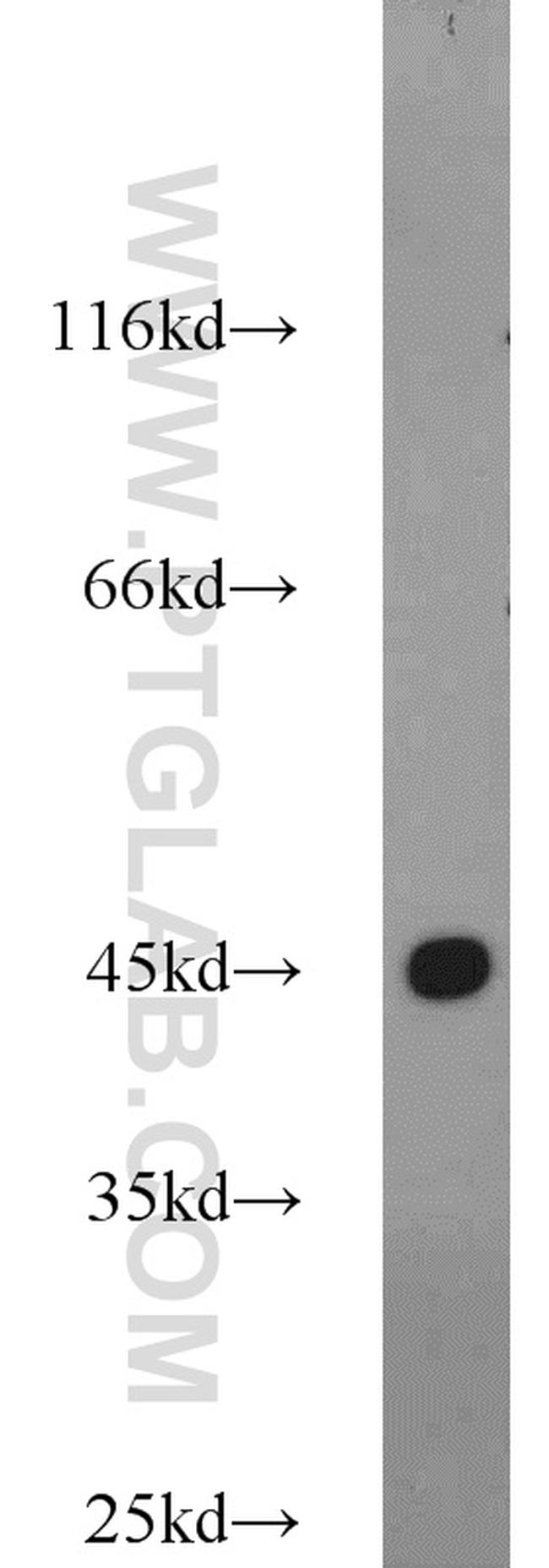 beta Actin Antibody in Western Blot (WB)