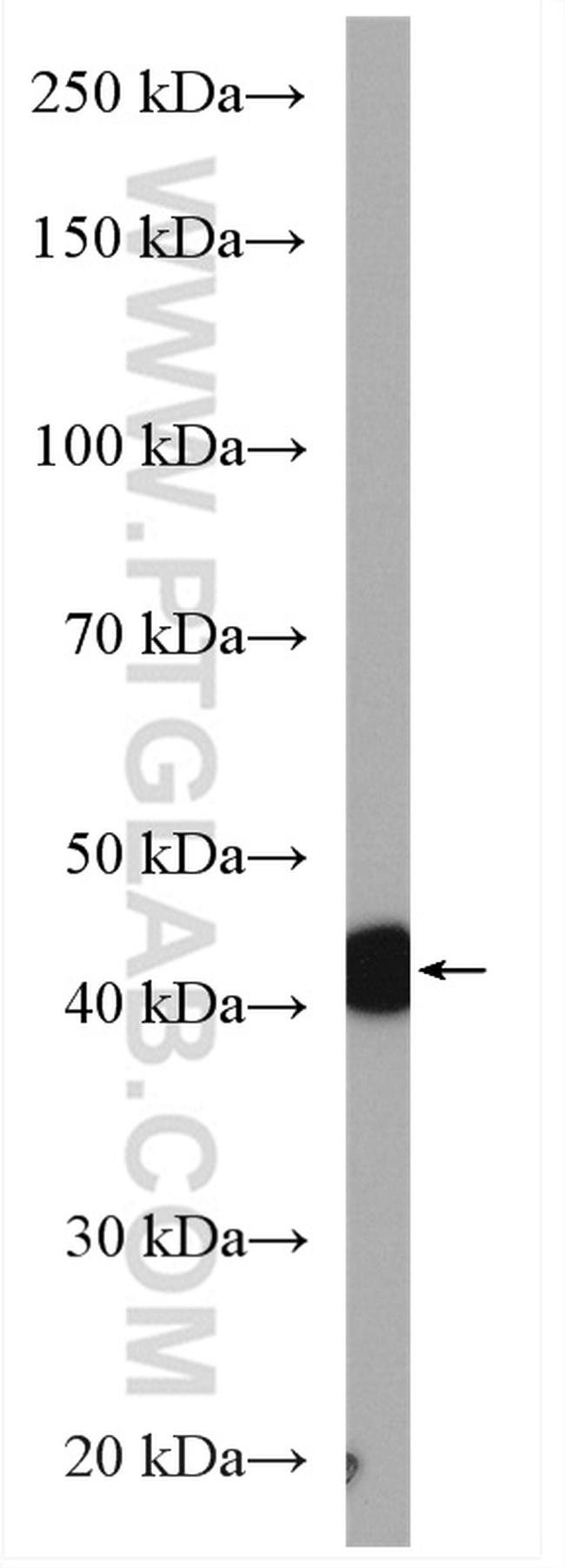 beta Actin Antibody in Western Blot (WB)