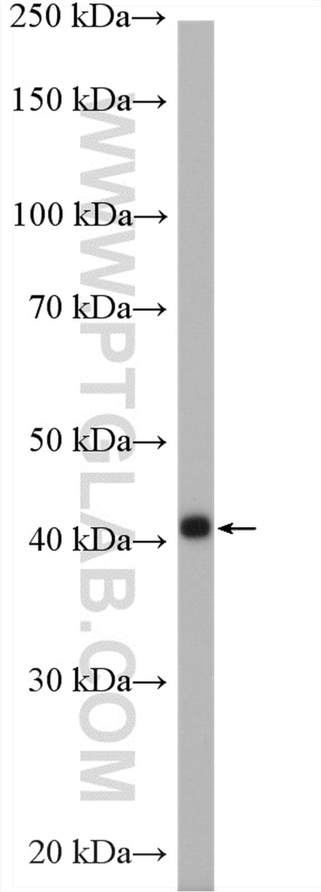 beta Actin Antibody in Western Blot (WB)