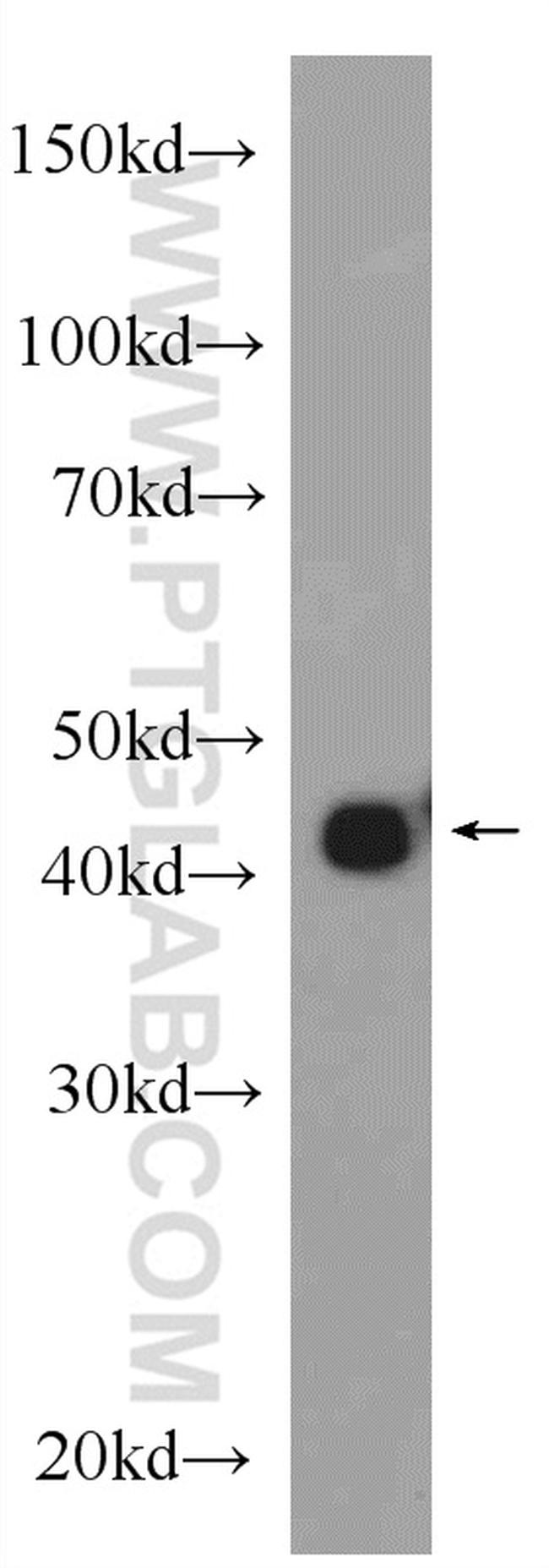 beta Actin Antibody in Western Blot (WB)