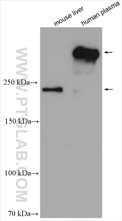 APOB Antibody in Western Blot (WB)