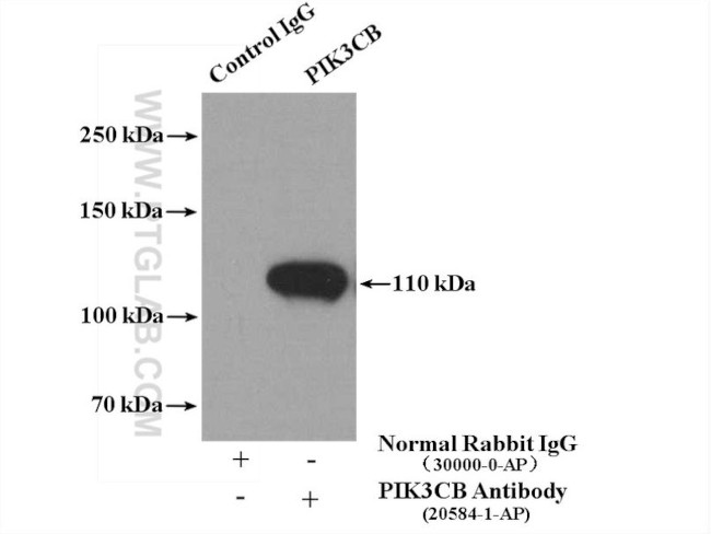 PI3K p110(beta) Antibody in Immunoprecipitation (IP)