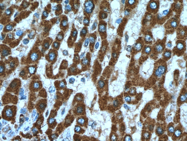 SHH Antibody in Immunohistochemistry (Paraffin) (IHC (P))