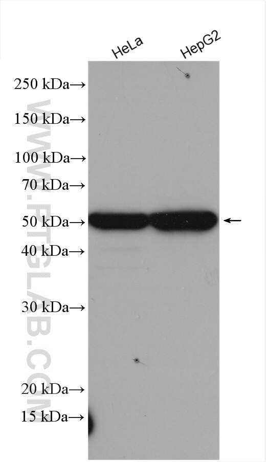 SHH Antibody in Western Blot (WB)