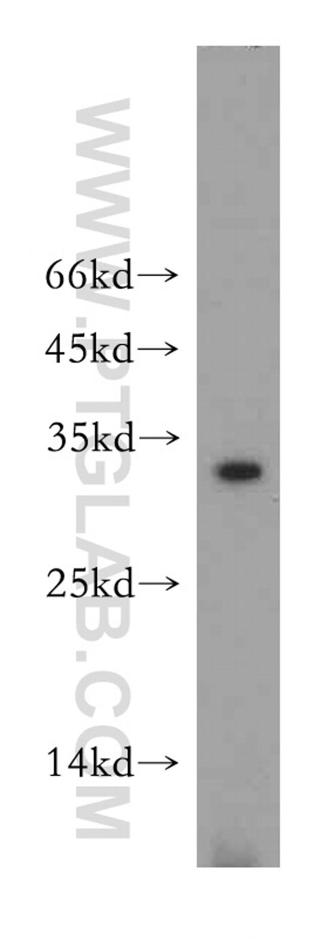 NT5M Antibody in Western Blot (WB)
