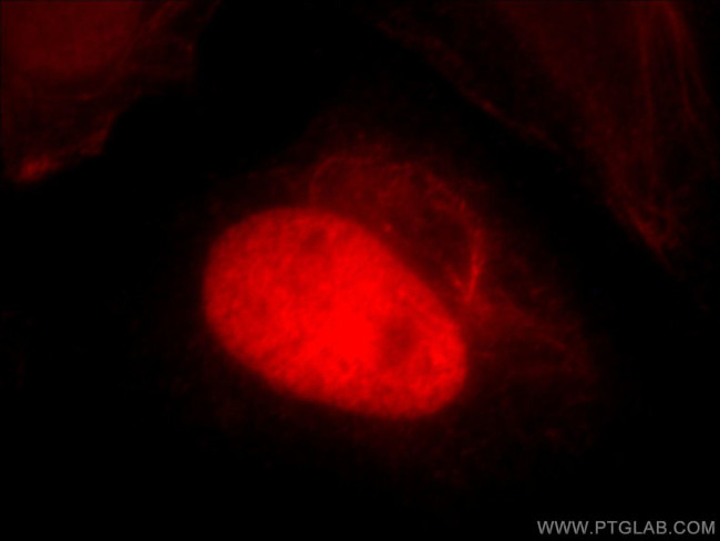 HTATSF1 Antibody in Immunocytochemistry (ICC/IF)