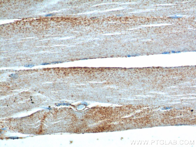 neuron navigator 1 Antibody in Immunohistochemistry (Paraffin) (IHC (P))