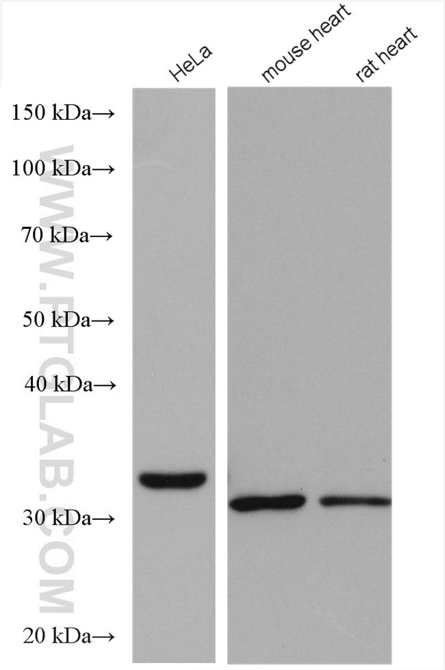 TTC19 Antibody in Western Blot (WB)