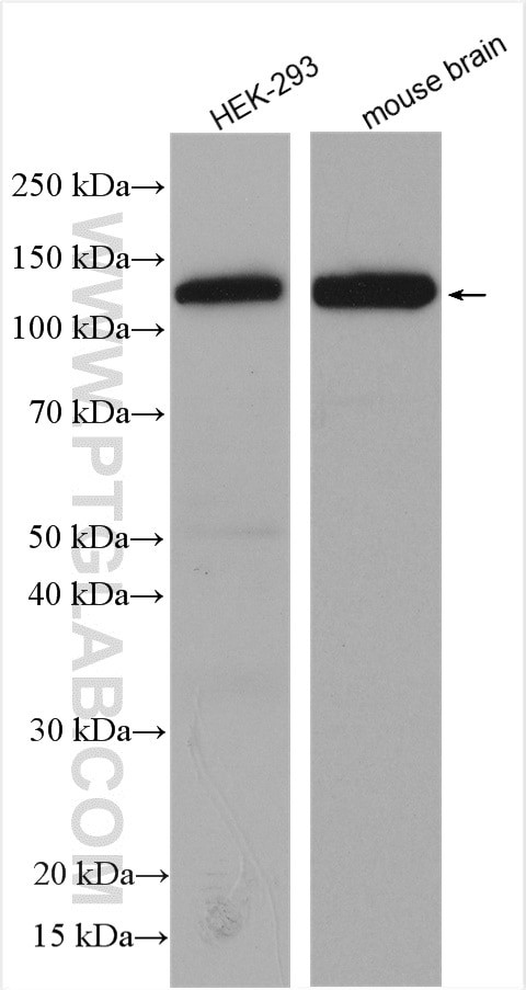 Raptor Antibody in Western Blot (WB)