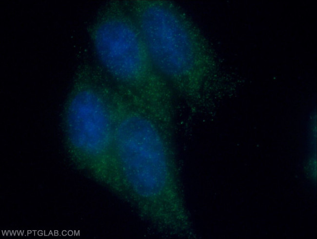 Raptor Antibody in Immunocytochemistry (ICC/IF)