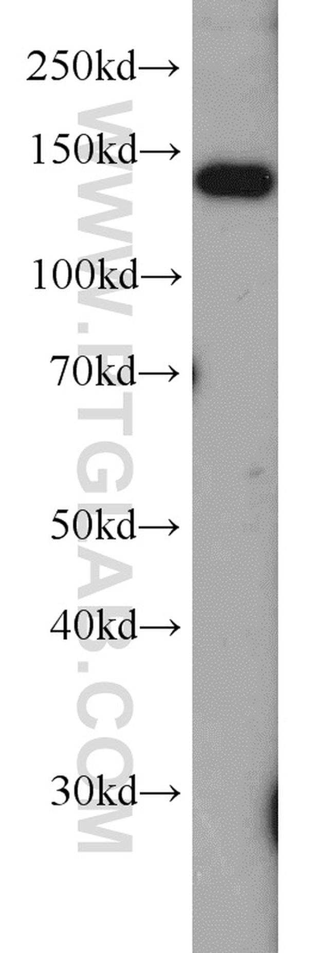 Raptor Antibody in Western Blot (WB)