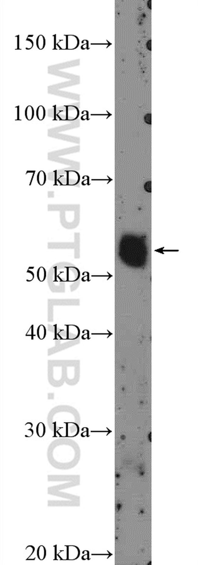 ZNF488 Antibody in Western Blot (WB)