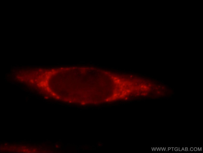 PDXDC1 Antibody in Immunocytochemistry (ICC/IF)