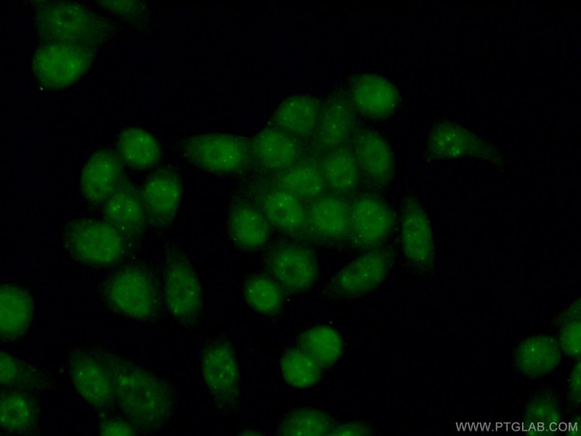 PML Antibody in Immunocytochemistry (ICC/IF)