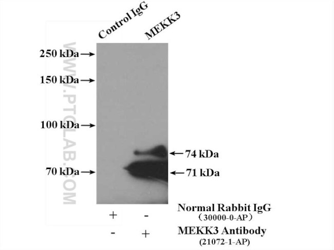 MEKK3 Antibody in Immunoprecipitation (IP)